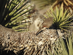 Toxostoma crissale