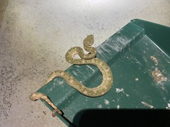 Bothriechis schlegelii