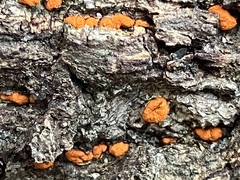 Amphilogia gyrosa