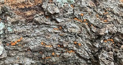 Amphilogia gyrosa