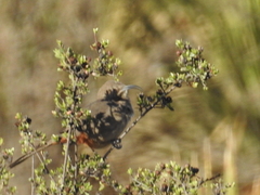 Toxostoma crissale