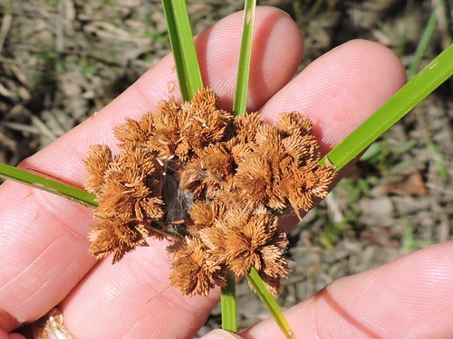 marsh flatsedge (Cyperus pseudovegetus)