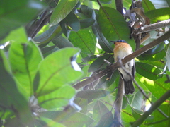 Cyornis whitei