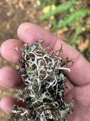 Platismatia stenophylla