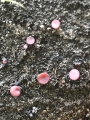 Ascocoryne sarcoides