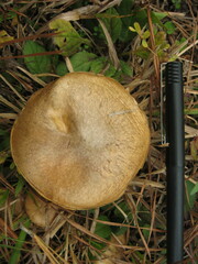 Suillus cothurnatus