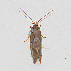 Tingena hemimochla