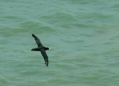 Macronectes giganteus