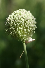 Allium cepa