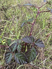 Rubus fruticosus