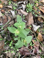 Richardia brasiliensis