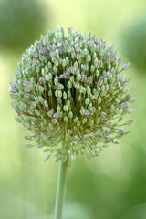 Allium cepa