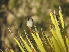 Spizella atrogularis