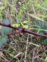 Rubus fruticosus