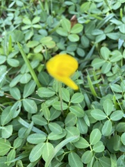 Arachis duranensis