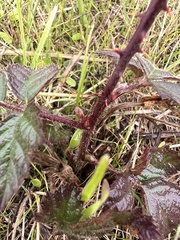 Rubus fruticosus