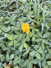 Arachis duranensis