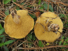 Suillus cothurnatus