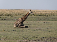 Giraffa camelopardalis