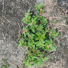 Euphorbia hirta image