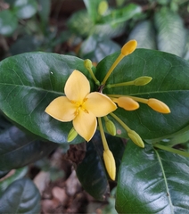 Ixora coccinea