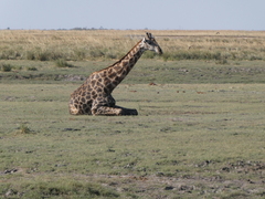 Giraffa camelopardalis