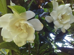 Gardenia jasminoides