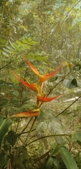 Heliconia latispatha image