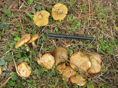 Suillus cothurnatus