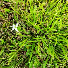 Rhynchospora colorata