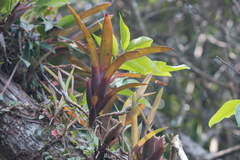 Neoregelia