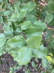 Prunus ilicifolia