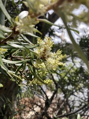 Orites diversifolius