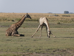 Giraffa camelopardalis