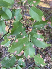 Prunus ilicifolia