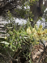 Orites diversifolius
