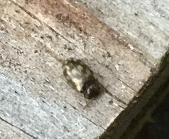 Litargus connexus