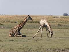 Giraffa camelopardalis