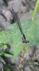 Coenagrionoidea