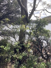 Orites diversifolius
