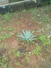Agave