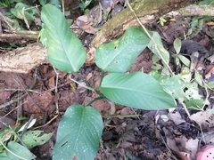 Dieffenbachia seguine