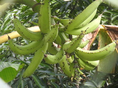 Musa