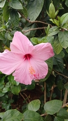 Hibiscus rosa-sinensis