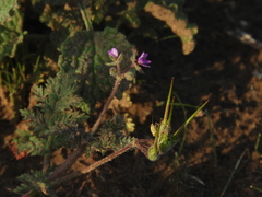 Erodium cicutarium