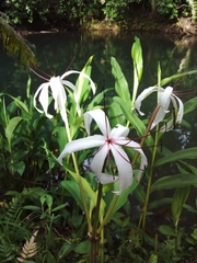 Crinum americanum