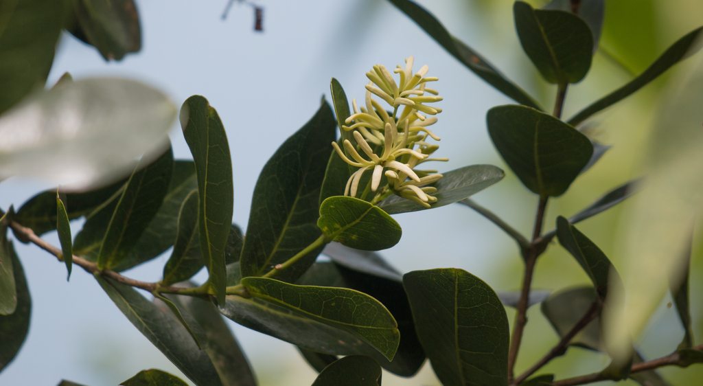 Chionanthus fluminensis