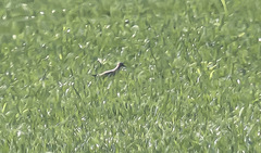 Calidris subruficollis
