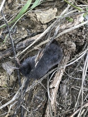 Blarina carolinensis