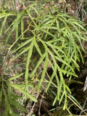 Lycopodium volubile